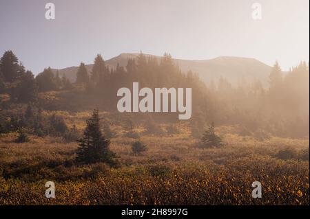 Sonnenschein mit Kiefernwald in nebliger Herbstsaison am Morgen Stockfoto