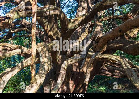 Ein alter Eibenbaum im Kingley Vale Nature Reserve, West Sussex, England. Stockfoto