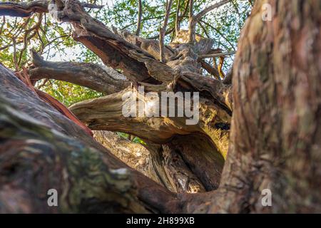 Blick in die Baumkronen eines alten Yew Tree in Kingley Vale, West Sussex. Stockfoto