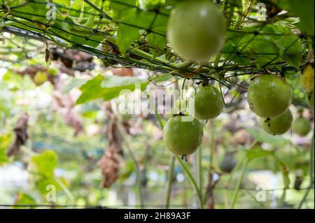 Bio-Passionsfrucht wächst an der Gitterdecke in der Plantage Stockfoto