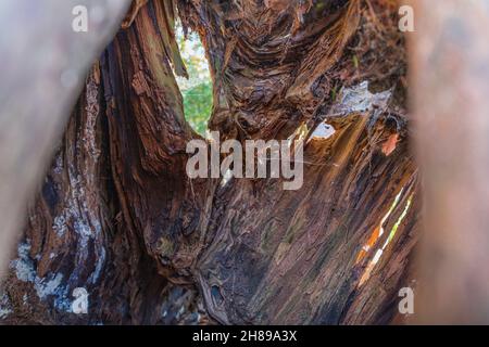 Nahaufnahme eines hohlen Yew Tree in Kingley Vale, Chichester, West Sussex. Stockfoto