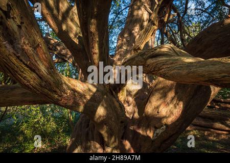 Die weitläufigen Äste von Eibenbäumen im Kingley Vale Nature Reserve, West Sussex. Stockfoto