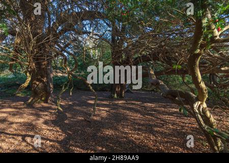 Die weitläufigen Äste von Eibenbäumen im Kingley Vale Nature Reserve, West Sussex. Stockfoto