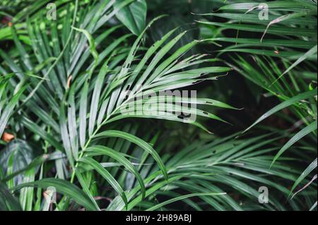 Areca Palmenblätter, tropische Pflanze im Ziergarten. Moody Tone Stockfoto