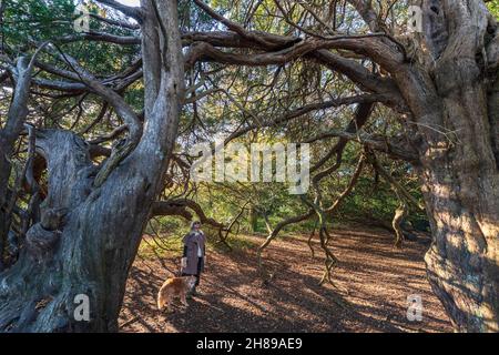 Eine Frau und ihr Hund starren in Kingley Val, West Sussex, Großbritannien, in einen alten Eibenbaum. Stockfoto