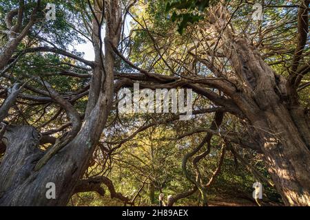 Die weitläufigen Äste von Eibenbäumen im Kingley Vale Nature Reserve, West Sussex. Stockfoto