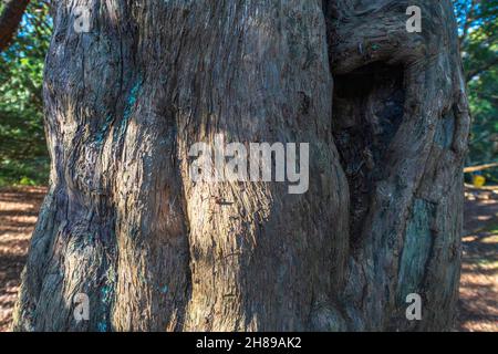 Der bauchige Stamm eines alten Eibenbaums in Kingley Val, West Sussex, Großbritannien. Stockfoto