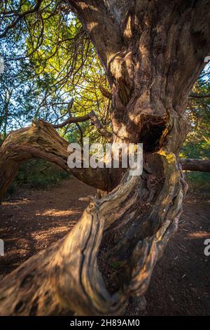 Ein hohler Zweig in einem alten Eibenbaum in Kingley Vale, West Sussex. Stockfoto