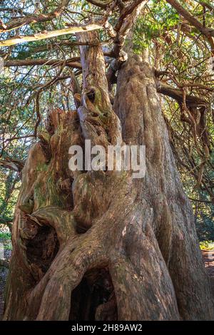 Blick nach oben in den alten Eibenbaum im Kingley Vale Nature Reserve, West Sussex. Stockfoto