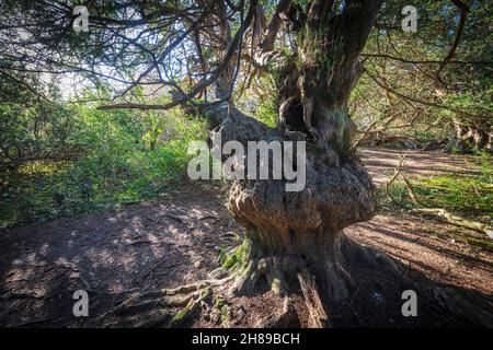 Alter Eibenbaum im Kingley Val Naturschutzgebiet, West Sussex. Vereinigtes Königreich. Stockfoto