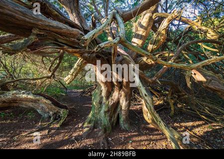 Ein alter Eibenbaum im Kingley Vale Nature Reserve, West Sussex, England. Stockfoto