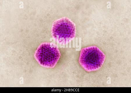 Adenovirus Stockfoto