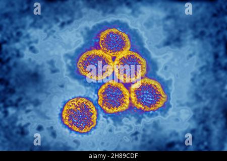 Flavivirus Stockfoto