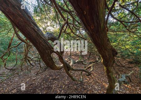 Die Zweige eines alten Eibenbaums im Kingley Vale Nature Reserve, West Sussex, England. Stockfoto