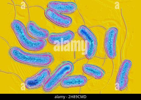 Bacilli vibrio Cholera Stockfoto