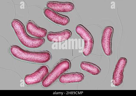 Bacilli vibrio Cholera Stockfoto