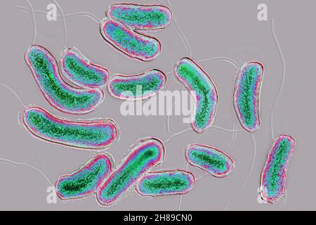 Bacilli vibrio Cholera Stockfoto