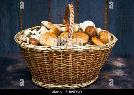 Ein ganzer Korb mit köstlichem Gourmet-Steinpilz. Stockfoto