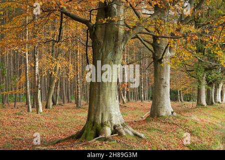 Farbenfrohe Herbstlaub in Schottland mit einer Reihe von Buchenbäumen (Fagus sylvatica), die vor einem Waldland aus Silberbirke und Schottenkiefer stehen Stockfoto