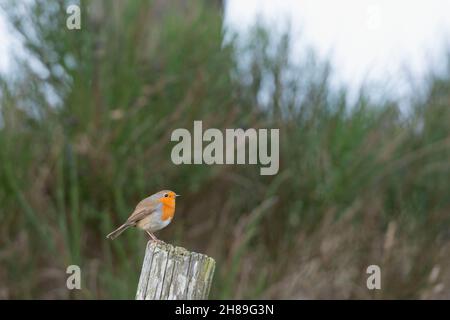 Ein Robin (Erithacus Rubecula), der auf einem alten Zaunposten thront Stockfoto