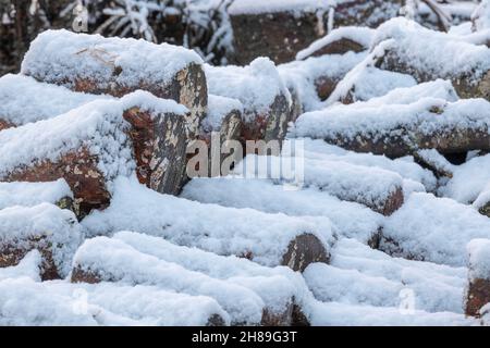 Ein Haufen von Holzstäben für Feuerholz ist ein Winterschutzgebiet für Wildtiere Stockfoto