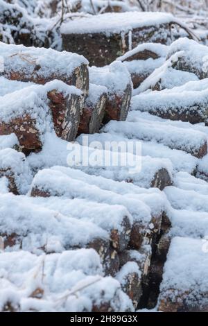 Schneebedeckte Holzkiefern, gestapelt für Brennholz Stockfoto