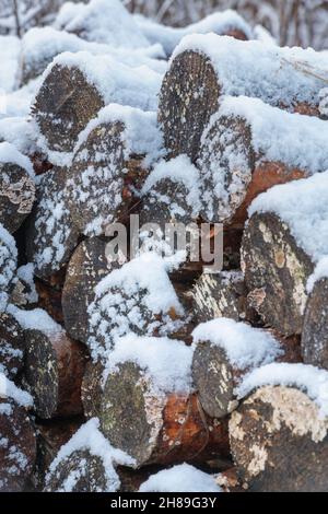 Ein Stapel ungewürzter Kiefernstämme für Brennholz unter einer dünnen Schneeschicht Stockfoto