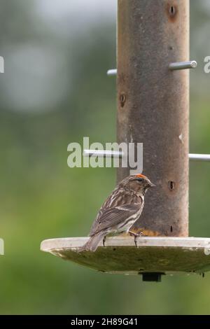 Ein kleiner Rotbummel (Carduelis Cabaret) auf einem Nyger Seed Garden Bird Feeder Stockfoto