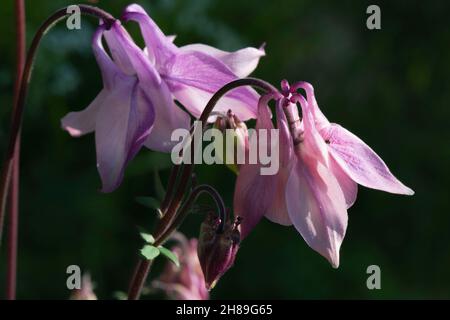 Eine Nahaufnahme von Pink mit violetten Blütenköpfen von Common Columbine oder Granny's Motorhauben (Aquilegia Vulgaris) Stockfoto