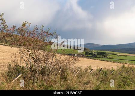 Hagebutten auf einer Hunderose (Rosa Canina), die am späten Nachmittag bei Sonnenschein am Feldrand wächst Stockfoto