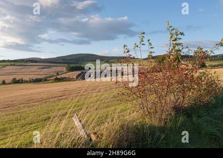 Am späten Nachmittag Sonnenschein im Herbst Highlights Hagebutten auf einer Hunderose (Rosa Canina), die am Rande eines Feldes im Howe of Cromar wächst Stockfoto