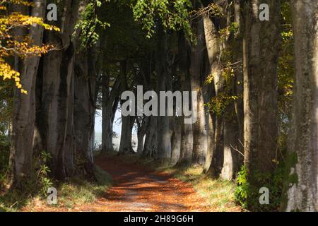 Reihen von reifen Buchenbäumen (Fagus sylvatica) auf beiden Seiten einer Landstraße im Herbst Stockfoto