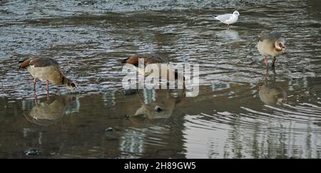 London, Großbritannien. 28th. November 2021. Ägyptische Gänse auf dem Flussbett der Themse in Chiswick. Ägyptische Gänse nutzen die Ebbe in der Chiswick Mall, um nach Saatgut, Wasserpflanzen und Pflanzenstoffen zu schornen. Kredit: Peter Hogan/Alamy Live Nachrichten Stockfoto