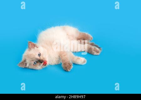 Kleine flauschige weiße Kätzchen liegt und miaut isoliert auf blauem Hintergrund mit Kopierraum. Erschreckte Katze Haustier Tier auf Farbe Hintergrund. Veterinär Stockfoto