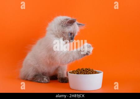 Niedliche flauschige graue Kätzchen essen trockenes Futter, füttern in Schüssel isoliert auf Farbe orange Hintergrund copy Raum. Katze spielt mit Pfote mit Katzenfutter und frisst es Stockfoto