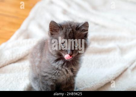 Niedliches graues flauschiges Kätzchen leckt die Lippen und schaut in die Kamera. Nahaufnahme Porträt der Katze mit lustigen Gesichtsappetit und hervorstehende Zunge. Hungry Pet leckt an Stockfoto