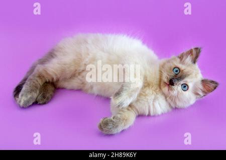 Weißes flauschiges Kätzchen liegt isoliert auf violettem Hintergrund. Katze schaut mit Interesse auf die Kamera. Weiße Katze Haustier Tier Katze mit überrascht Ausdruck blau Stockfoto