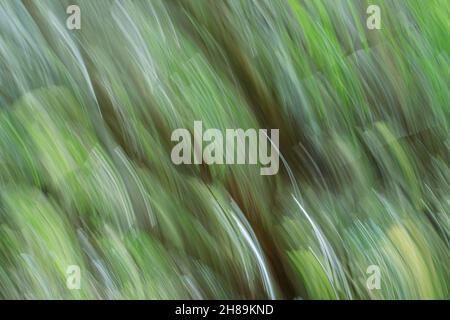 Abstrakte, weiche Bewegungen verwischen sich in Grün- und Brauntönen von Baumstämmen, die sich nach oben streckenden, durch gezielte Kamerabewegungen. Stockfoto