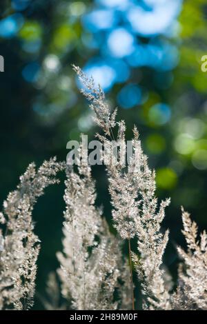 Nahaufnahme von Schilfgrasstachelchen auf Naturhintergrund mit Bokeh. Calamagrostis arundinacea. Detail von Bunch Gräser. Verschwommener grüner Wald und blauer Himmel. Stockfoto