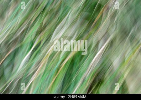 Abstrakte, weiche Bewegungen verwischen sich mit diagonalen, gewundenen, gelbfarbenen Linien von Erlen inmitten der grünen Farbtöne einer Tanne (absichtliche Kamerabewegung). Stockfoto