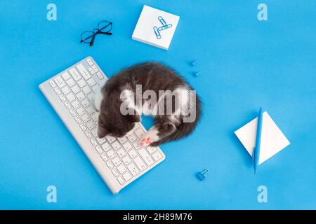 Niedliches kleines Kätzchen im Schlaf auf der Tastatur auf dem Schreibtisch mit Schreibwaren, Computer. Haustier Katze schlafen auf pc-Tastatur auf blauem Hintergrund. Oben Stockfoto