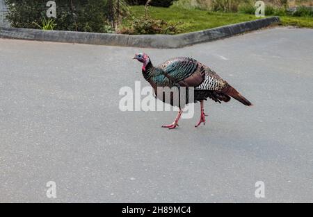 Ein großer, farbenfroher männlicher wilder truthahn (Meleagris galopavo) geht allein über den Bürgersteig in einem leeren Wohnparkplatz auf Gabriola Island, BC. Stockfoto