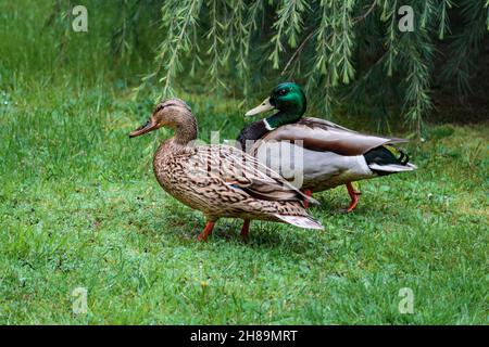 Nahansicht eines männlichen und weiblichen Msiallard-Entenpaares, das im Frühling auf einer grünen Wiese mit langen grünen Zedernzweigen im Hintergrund läuft. Stockfoto