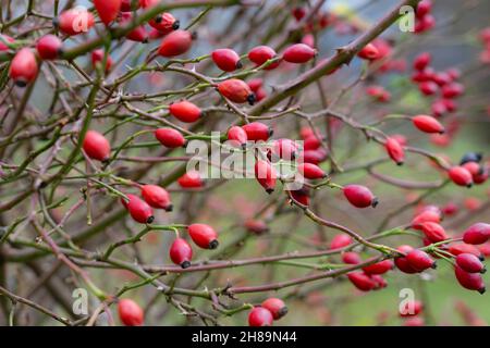 Selektiver Fokus der tiefroten scharlachroten Hagebutten der wilden Rosenpflanze Rosa Canina (gebräuchlicher Name Hunderose) im Spätherbst in Shropshire, England Stockfoto