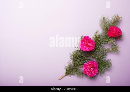 Weihnachtskonzept, grüne Kiefernäste mit schönen roten Rosen lila Hintergrund dekoriert. Leerer Raum für Text. Stockfoto