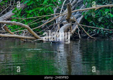 Riesige Otter fischen im Cristalino-Fluss im Mato Grosso-Staatsgebiet des Amazonas Stockfoto