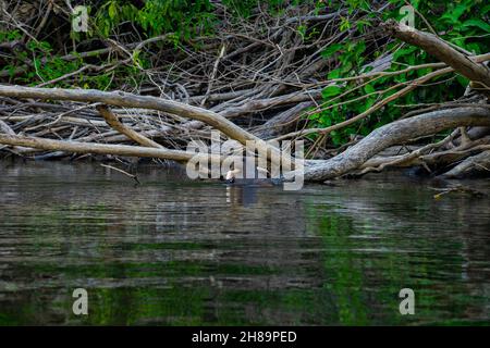 Riesige Otter fischen im Cristalino-Fluss im Mato Grosso-Staatsgebiet des Amazonas Stockfoto