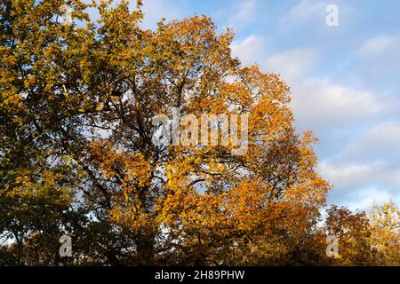 Die englische Eiche (gemeine oder Pedunculate Eiche - Quercus robur) mit goldgelben und orangen Blättern im Spätherbst / Herbst in Worcestershire, England Stockfoto