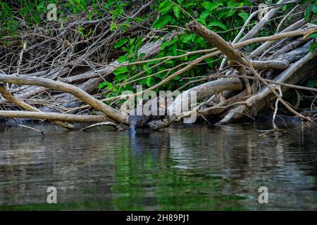 Riesige Otter fischen im Cristalino-Fluss im Mato Grosso-Staatsgebiet des Amazonas Stockfoto