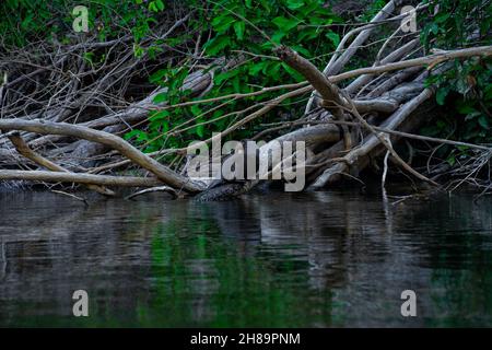 Riesige Otter fischen im Cristalino-Fluss im Mato Grosso-Staatsgebiet des Amazonas Stockfoto